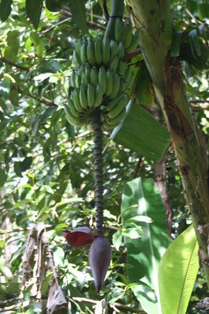 Cape Trib Exotic Fruit Farm